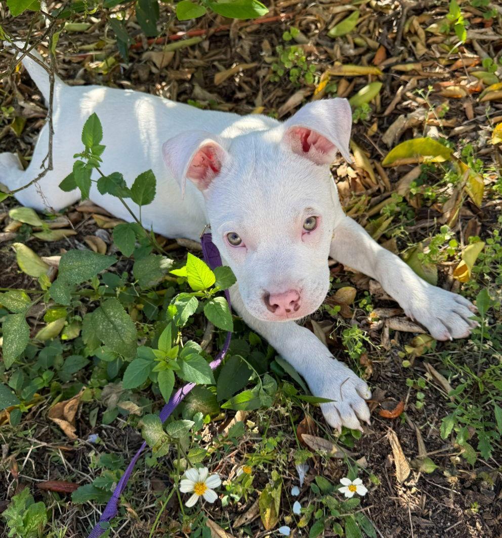 Casper, Adopted, Puppy Male American Bulldog.