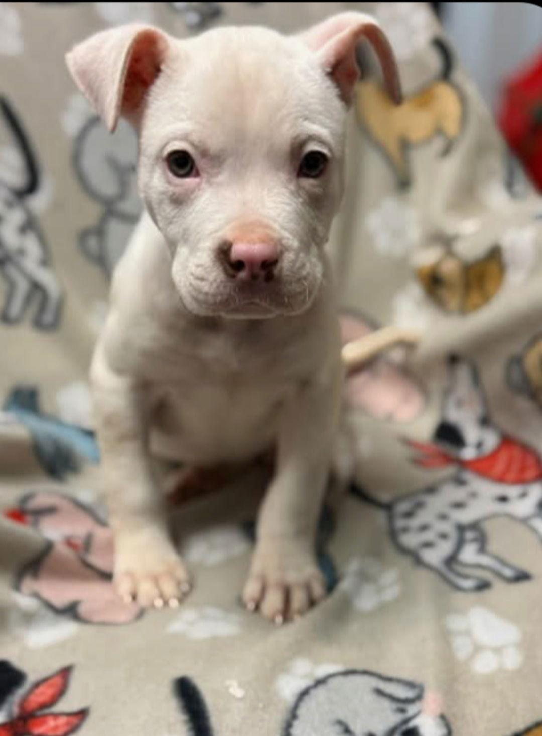 Casper, a Adopted American Bulldog in Sanford, FL image 2/2