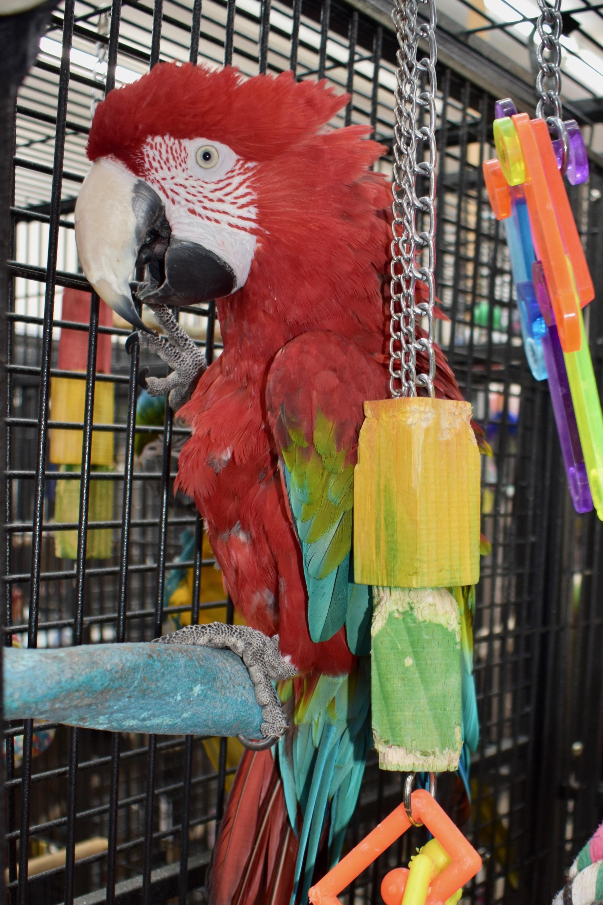 Boo, adopted, Adult Male Macaw.