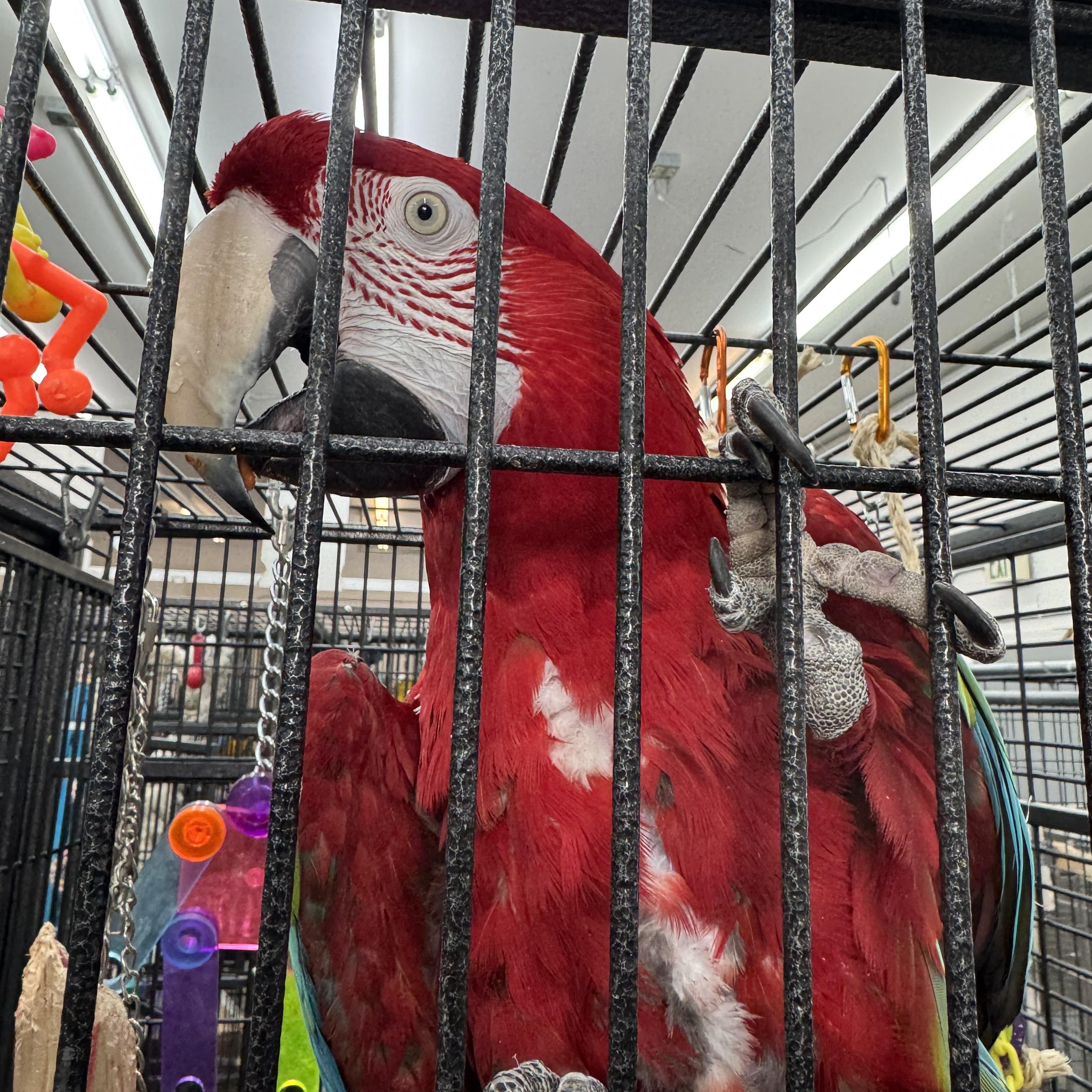 Boo, a Adoptable Macaw in Bend, OR image 1/2
