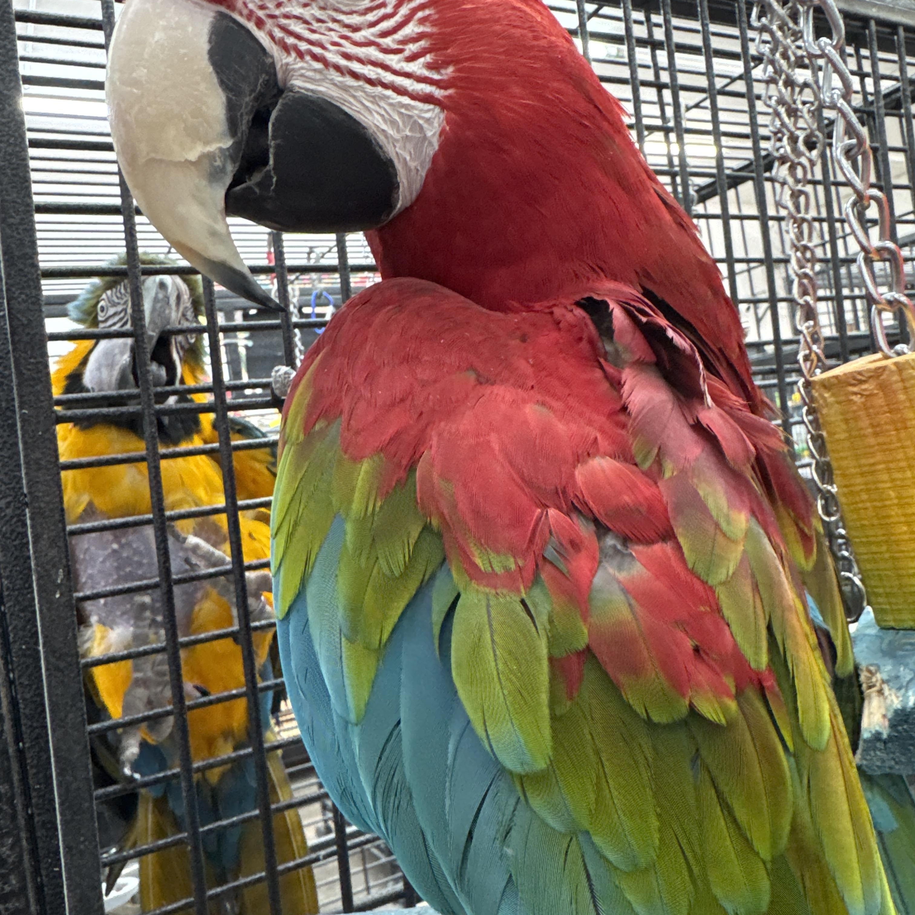 Boo, a Adoptable Macaw in Bend, OR image 2/2