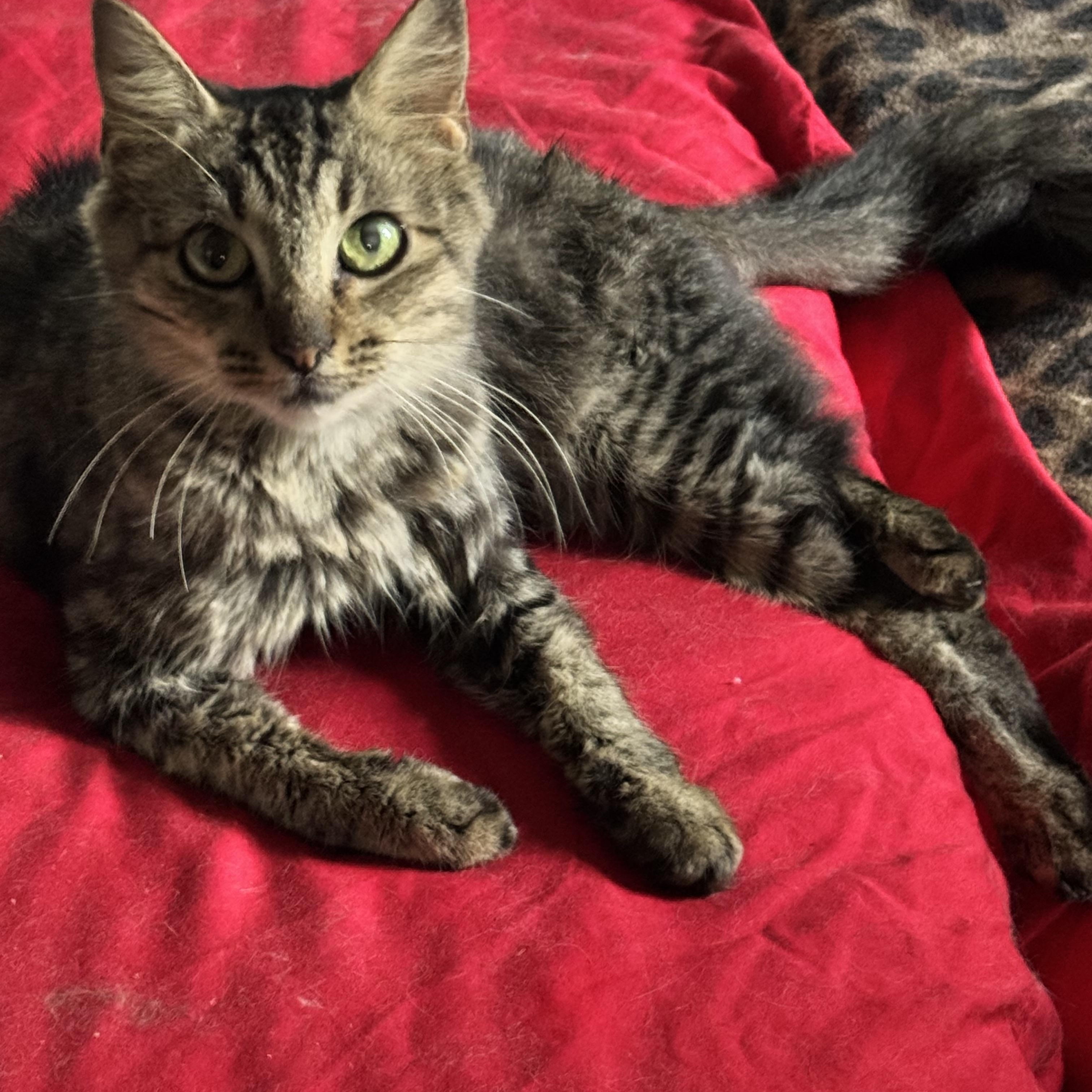 Enlarge Willow kitten 6 months, a Adoptable Tabby in Kissimmee, FL image 1/6