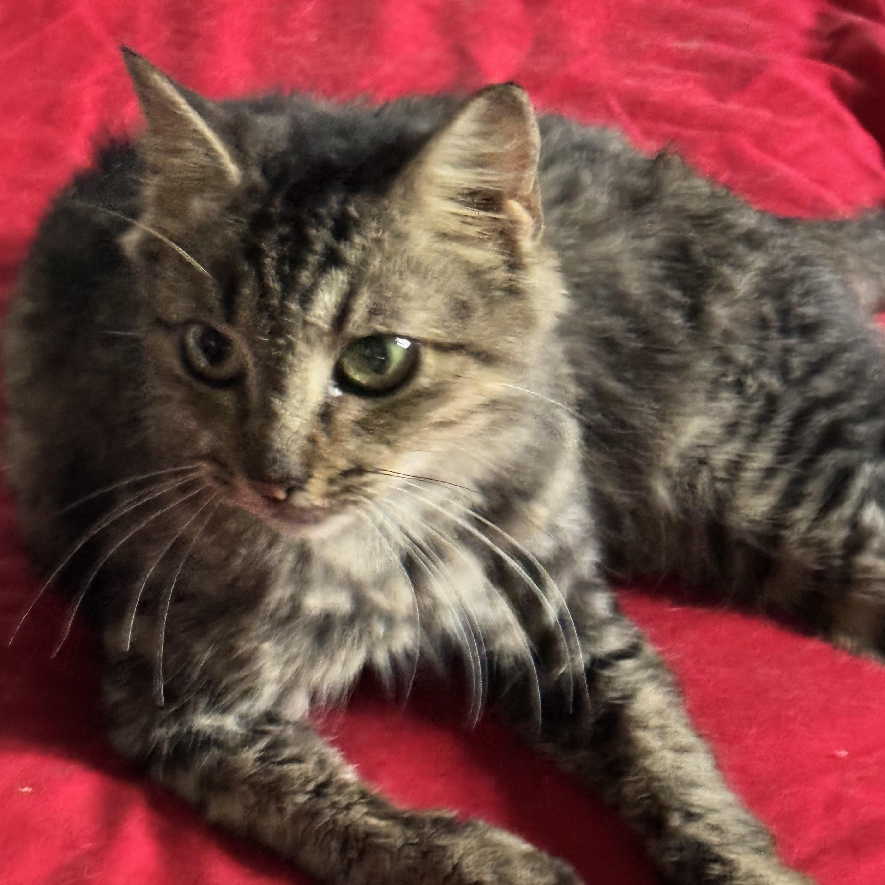Enlarge Willow kitten 6 months, a Adoptable Tabby in Kissimmee, FL image 2/6