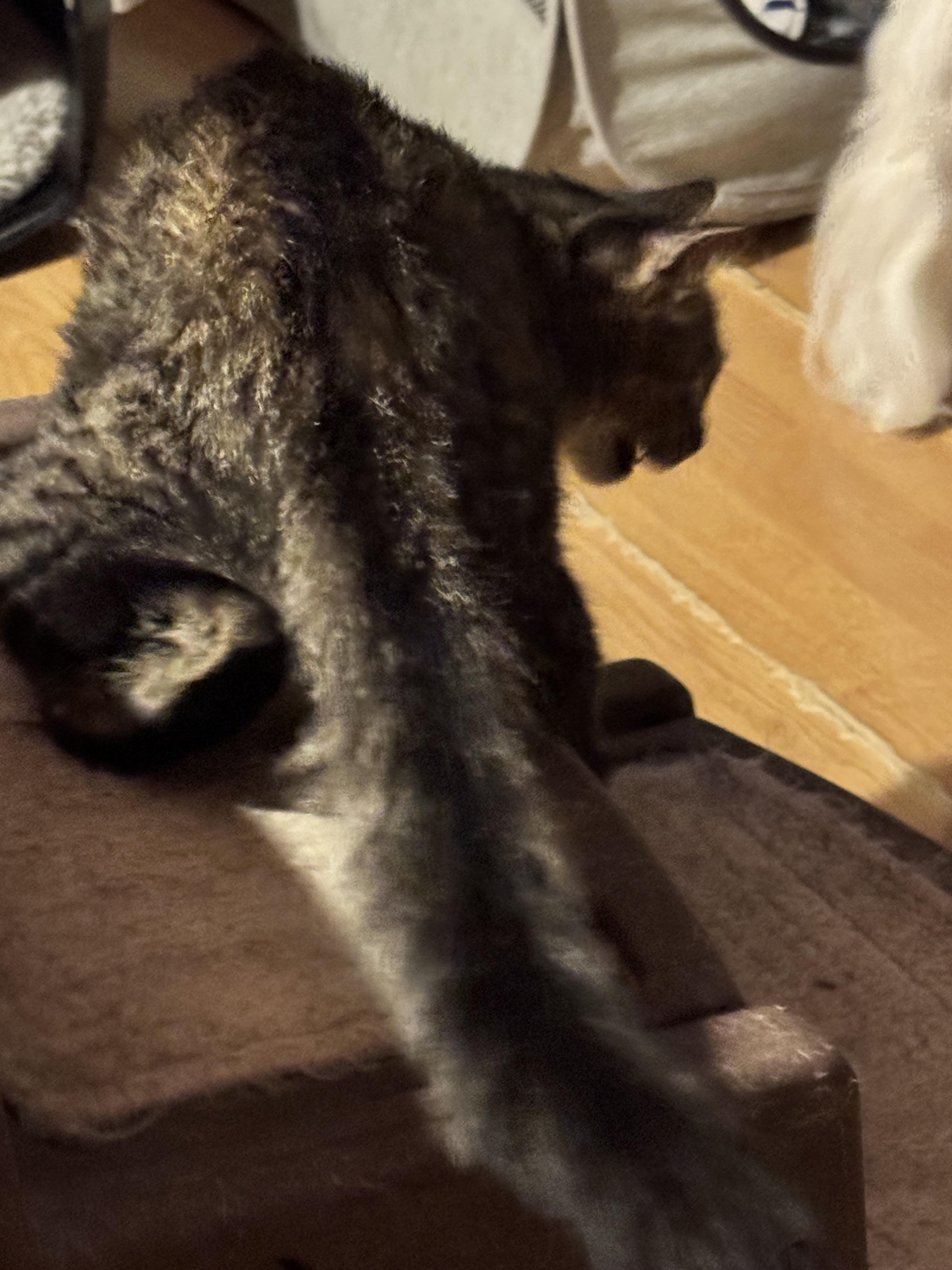 Enlarge Willow kitten 6 months, a Adoptable Tabby in Kissimmee, FL image 5/6