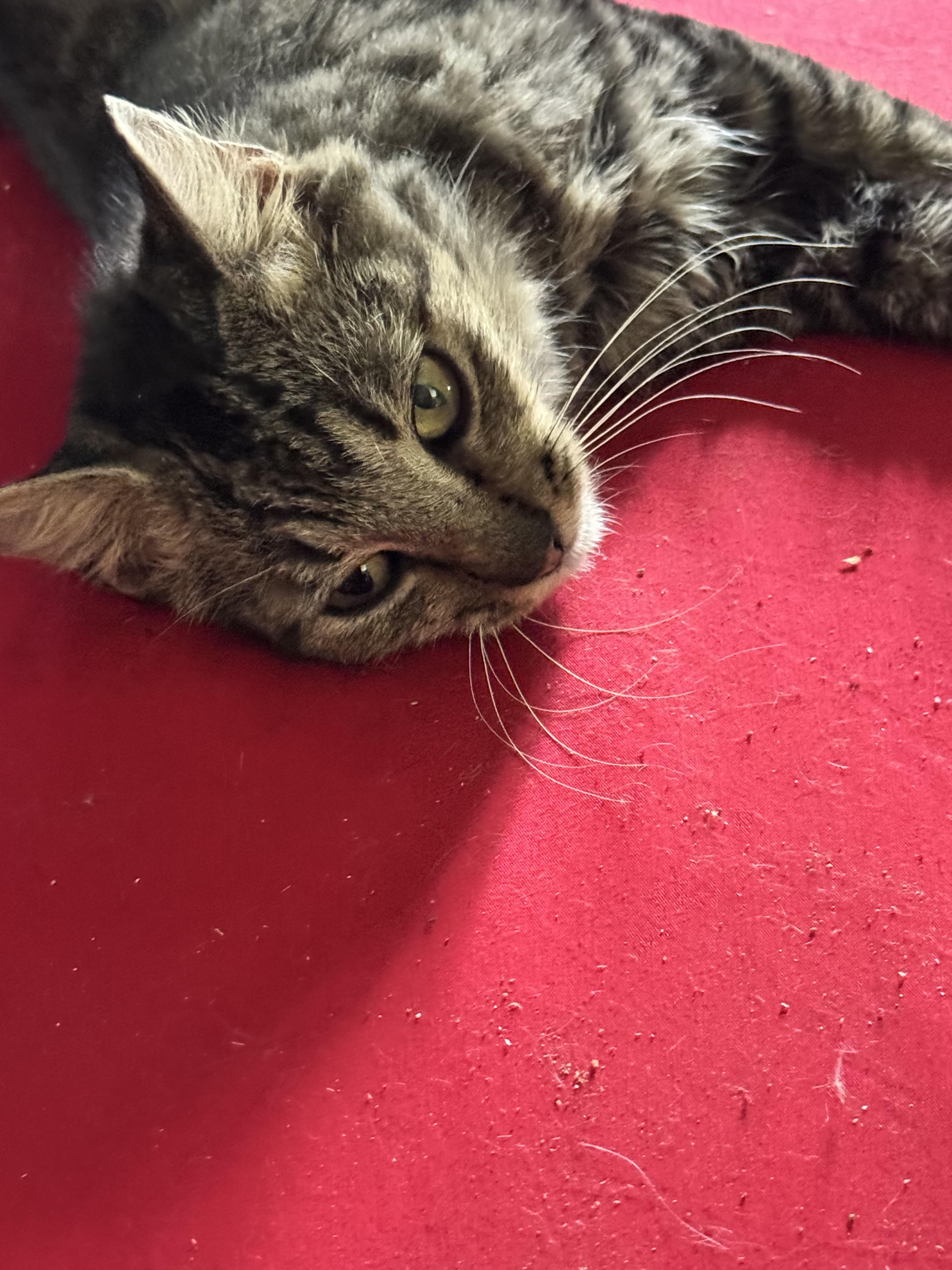 Enlarge Willow kitten 6 months, a Adoptable Tabby in Kissimmee, FL image 4/6