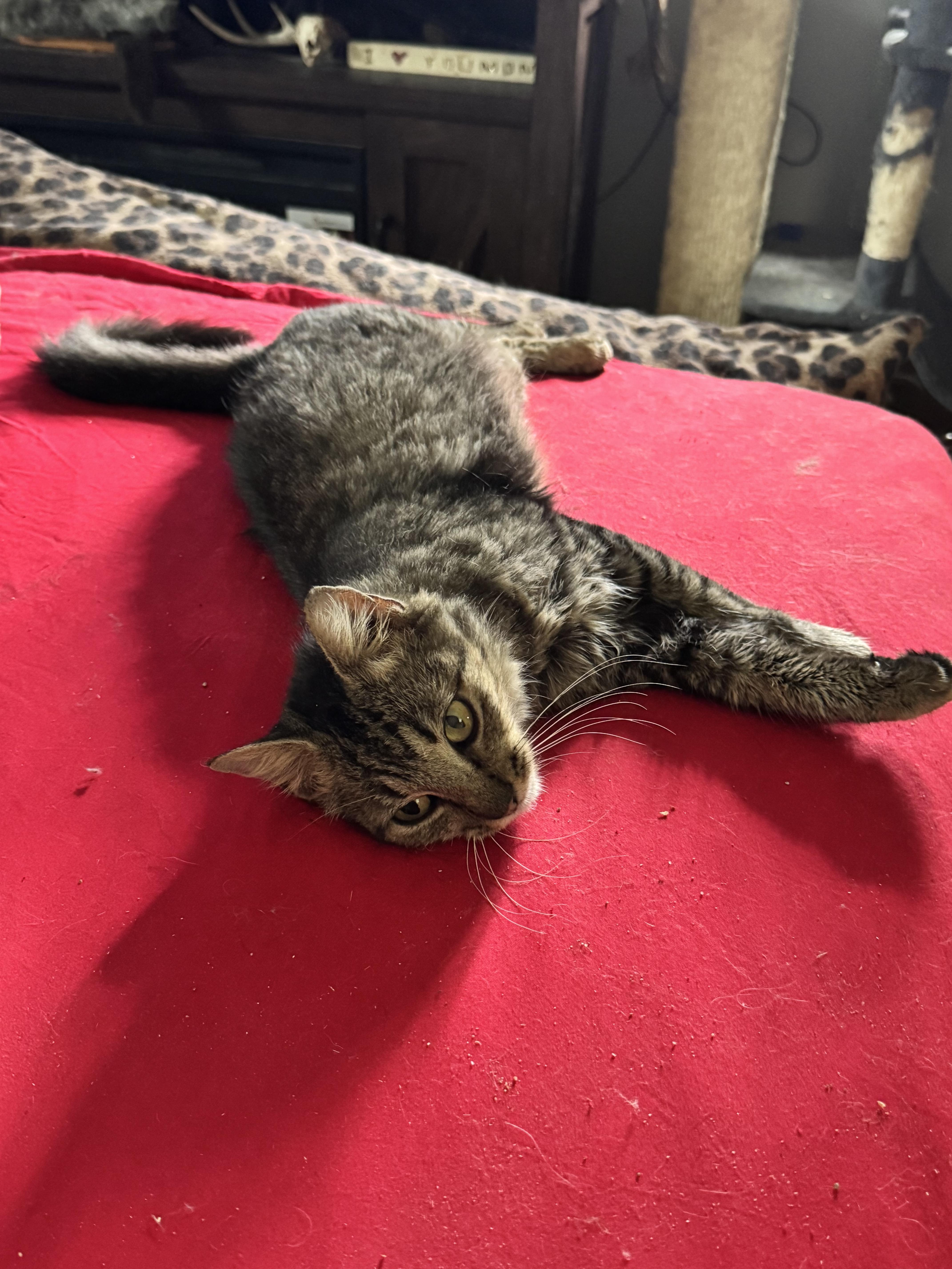 Enlarge Willow kitten 6 months, a Adoptable Tabby in Kissimmee, FL image 3/6