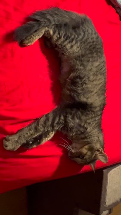 Enlarge Willow kitten 6 months, a Adoptable Tabby in Kissimmee, FL video 6/6