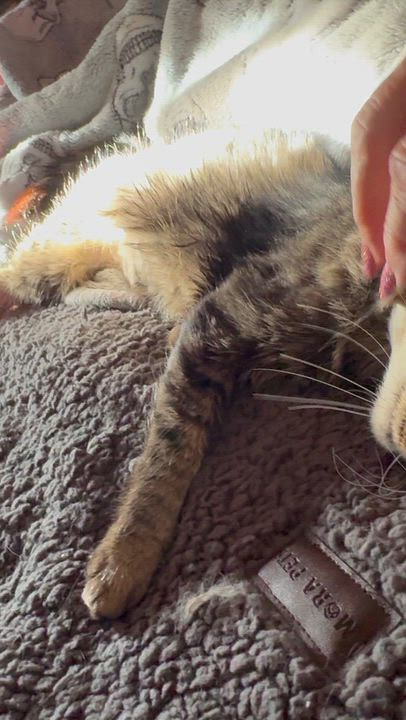 Enlarge Willow kitten 6 months, a Adoptable Tabby in Kissimmee, FL video 6/6