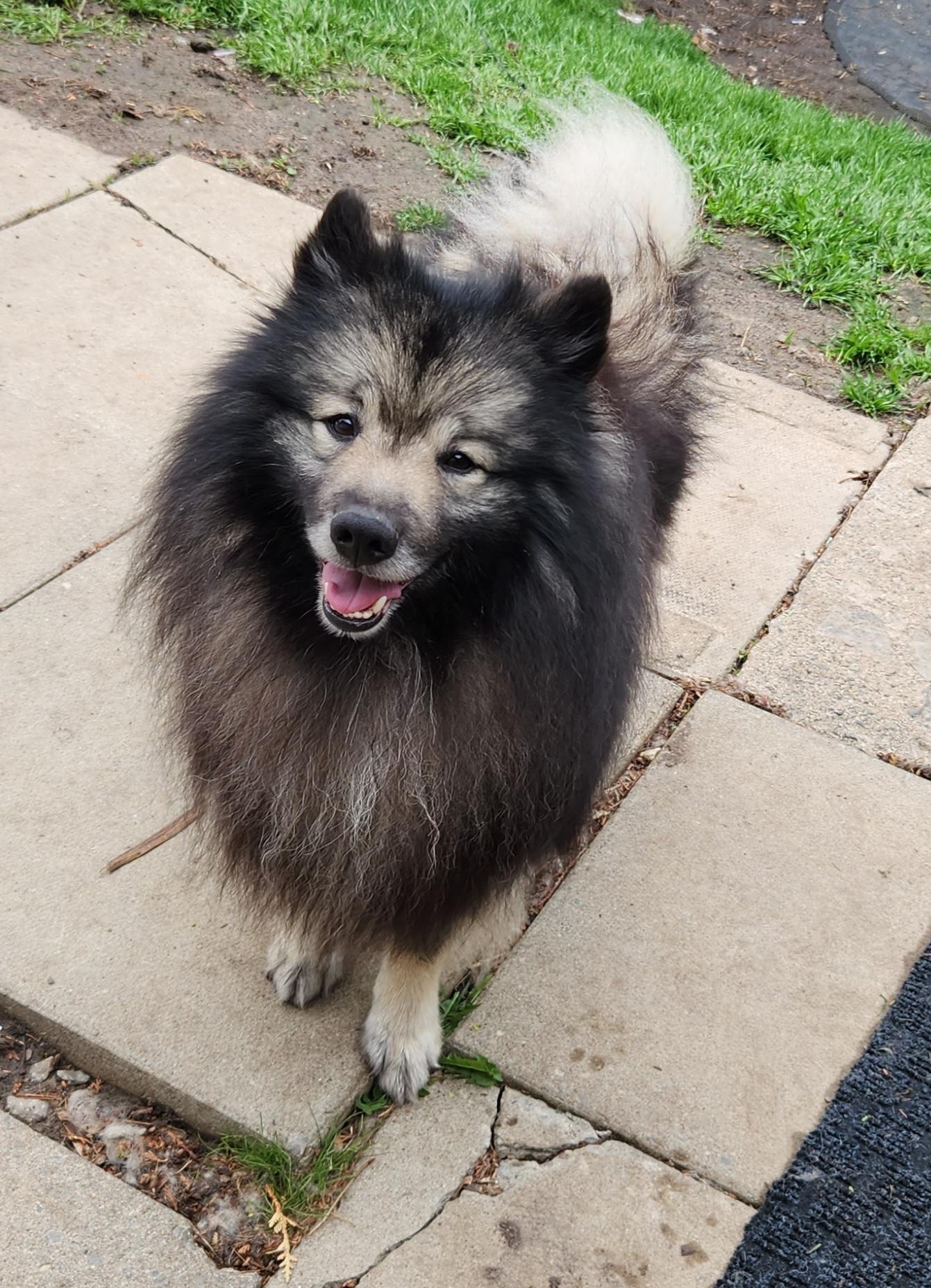Enlarge Wilhelm, a Adopted Keeshond in Belleville, ON image 1/6