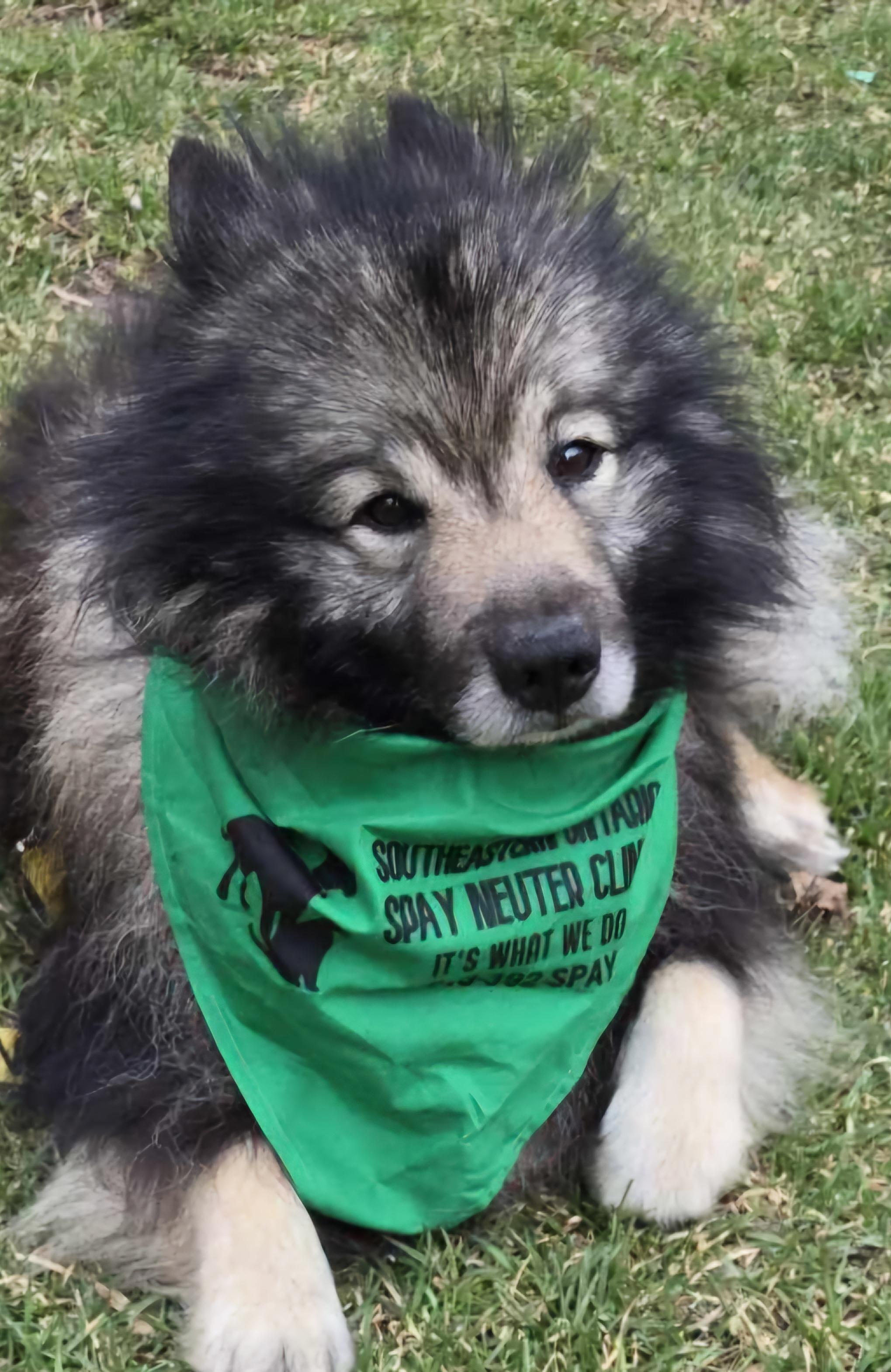 Enlarge Wilhelm, a Adopted Keeshond in Belleville, ON image 2/6
