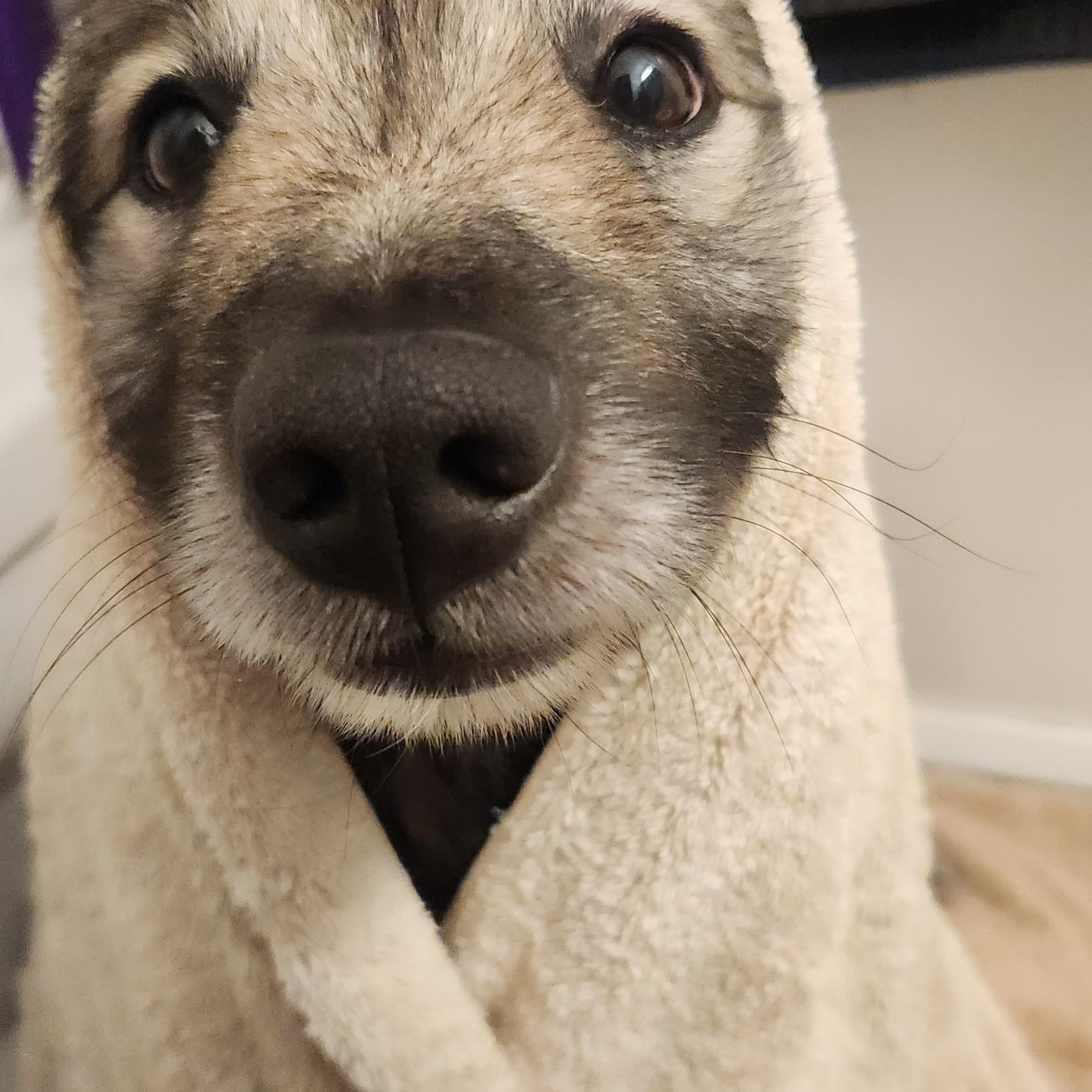 Enlarge Wilhelm, a Adopted Keeshond in Belleville, ON image 4/6