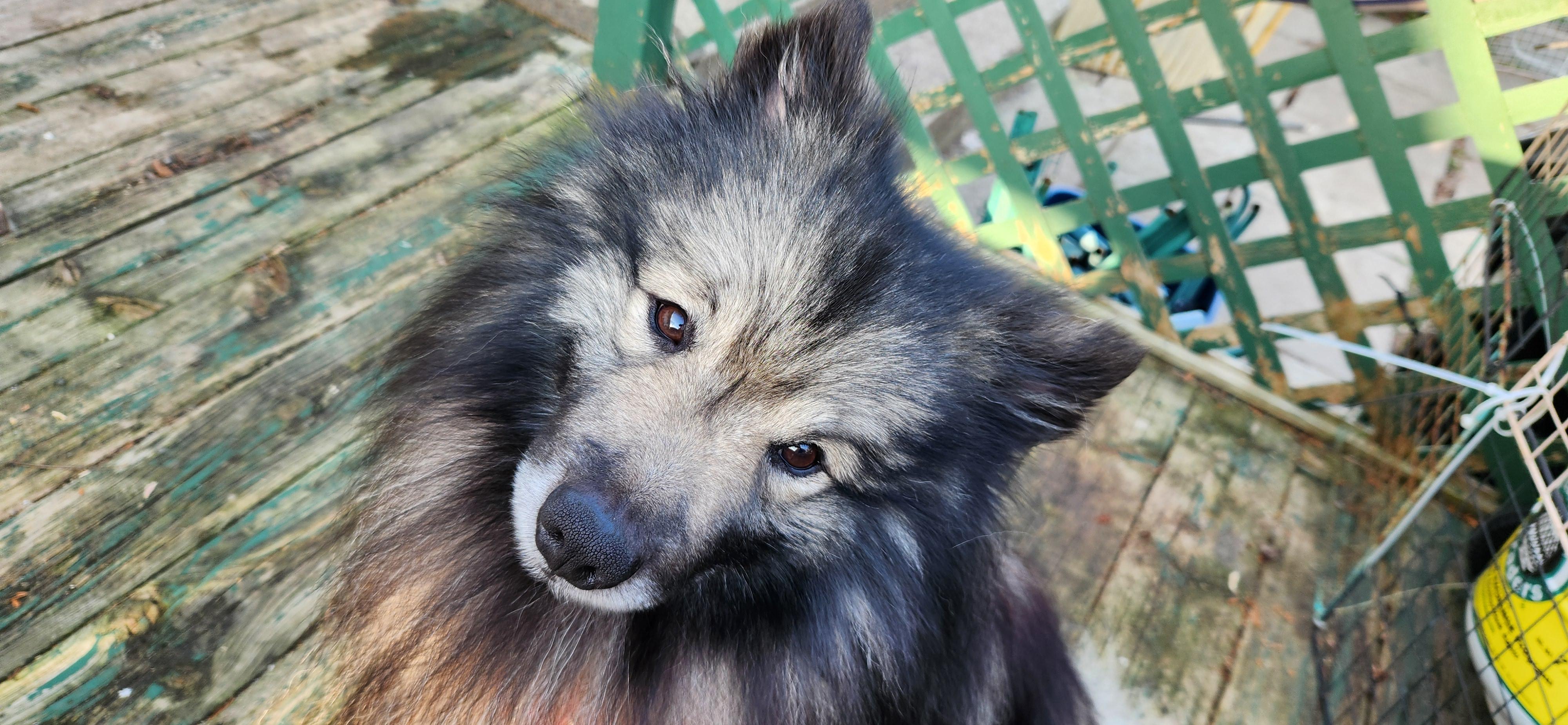 Enlarge Wilhelm, a Adopted Keeshond in Belleville, ON image 3/6