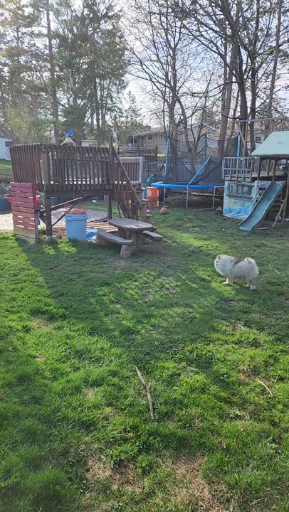 Enlarge Wilhelm, a Adopted Keeshond in Belleville, ON video 5/6