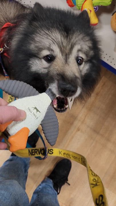 Enlarge Wilhelm, a Adopted Keeshond in Belleville, ON video 6/6