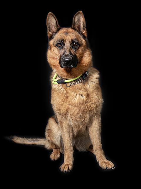 Enlarge BELL, a Adoptable German Shepherd Dog in Vaughan, ON image 1/1