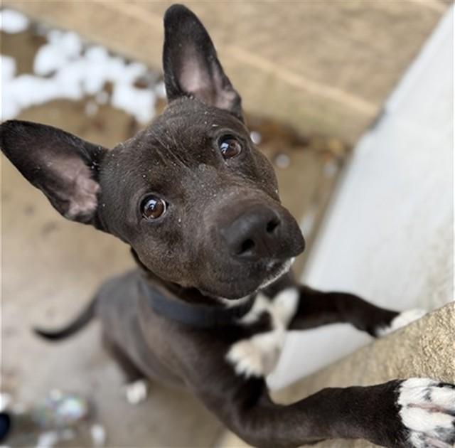 DRECO, Adoptable, Adult Male Pit Bull Terrier.