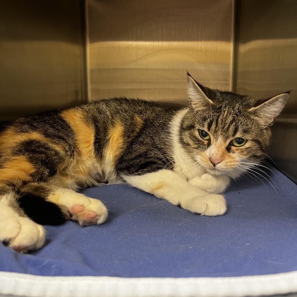 Stray 1/12 A64496 "Capybara", Adoptable, Adult Female Domestic Short Hair.