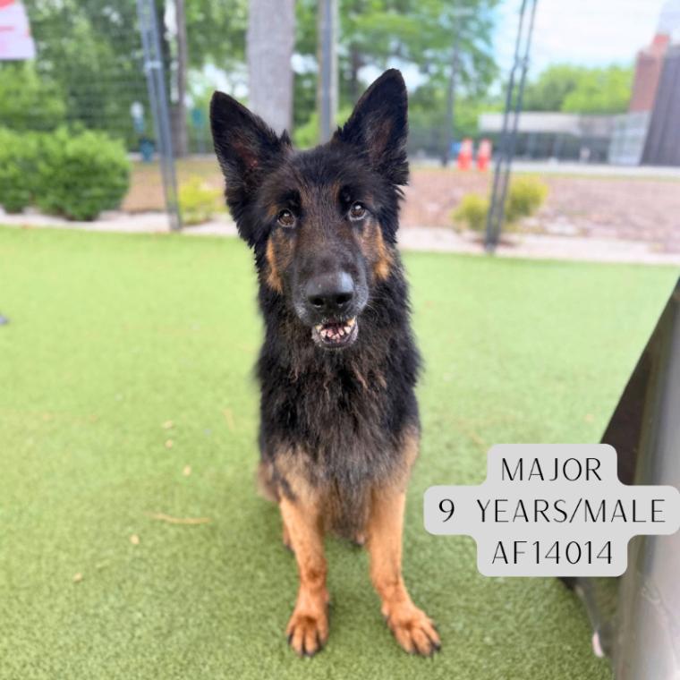 Major, Adoptable, Adult Male German Shepherd Dog.