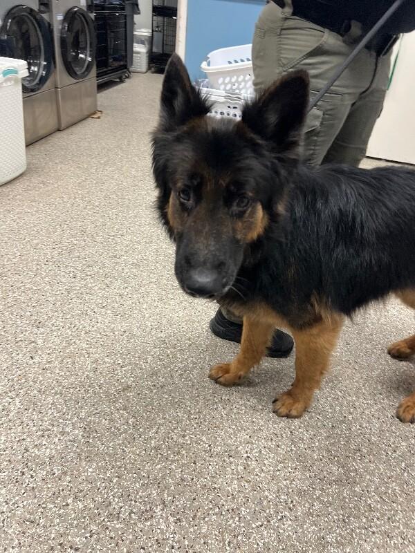 Major, a Adoptable German Shepherd Dog in Supply, NC image 2/2