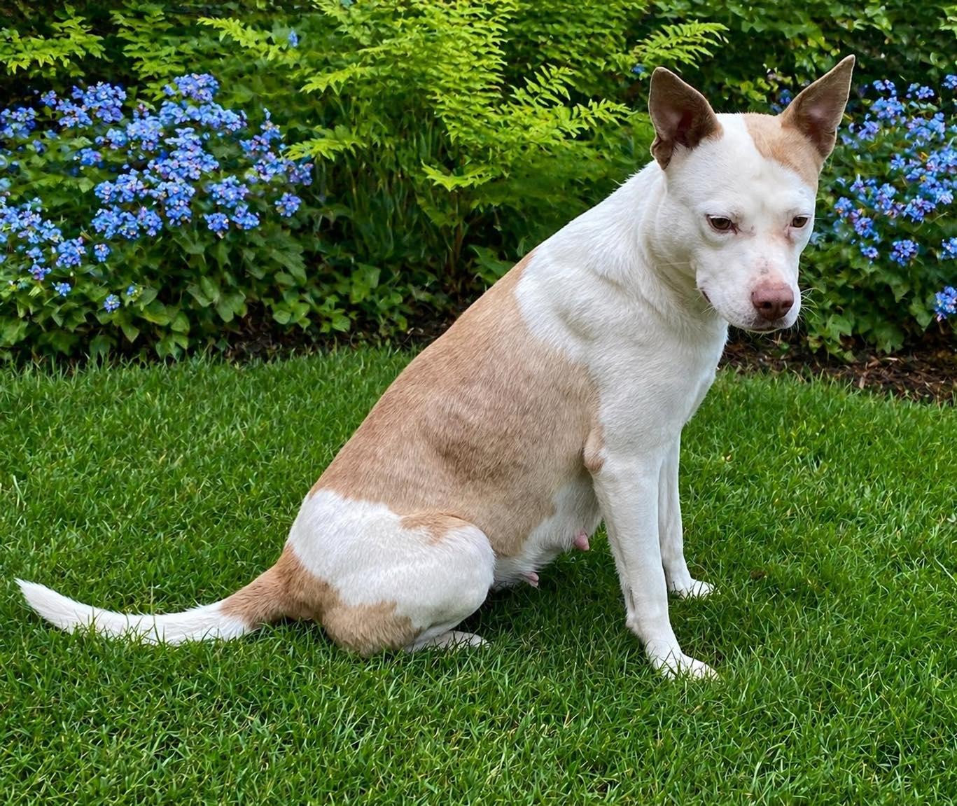 Ducky, an adopted mixed breed in Guntersville, AL image 1/3