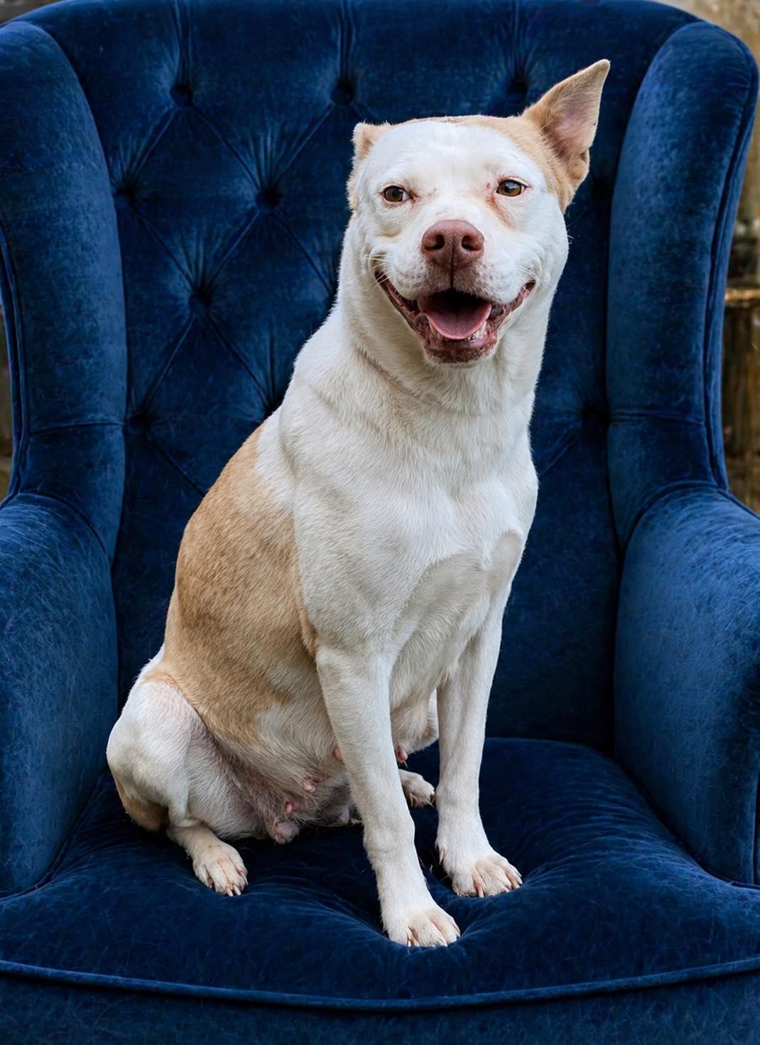Ducky, an adopted mixed breed in Guntersville, AL image 3/3