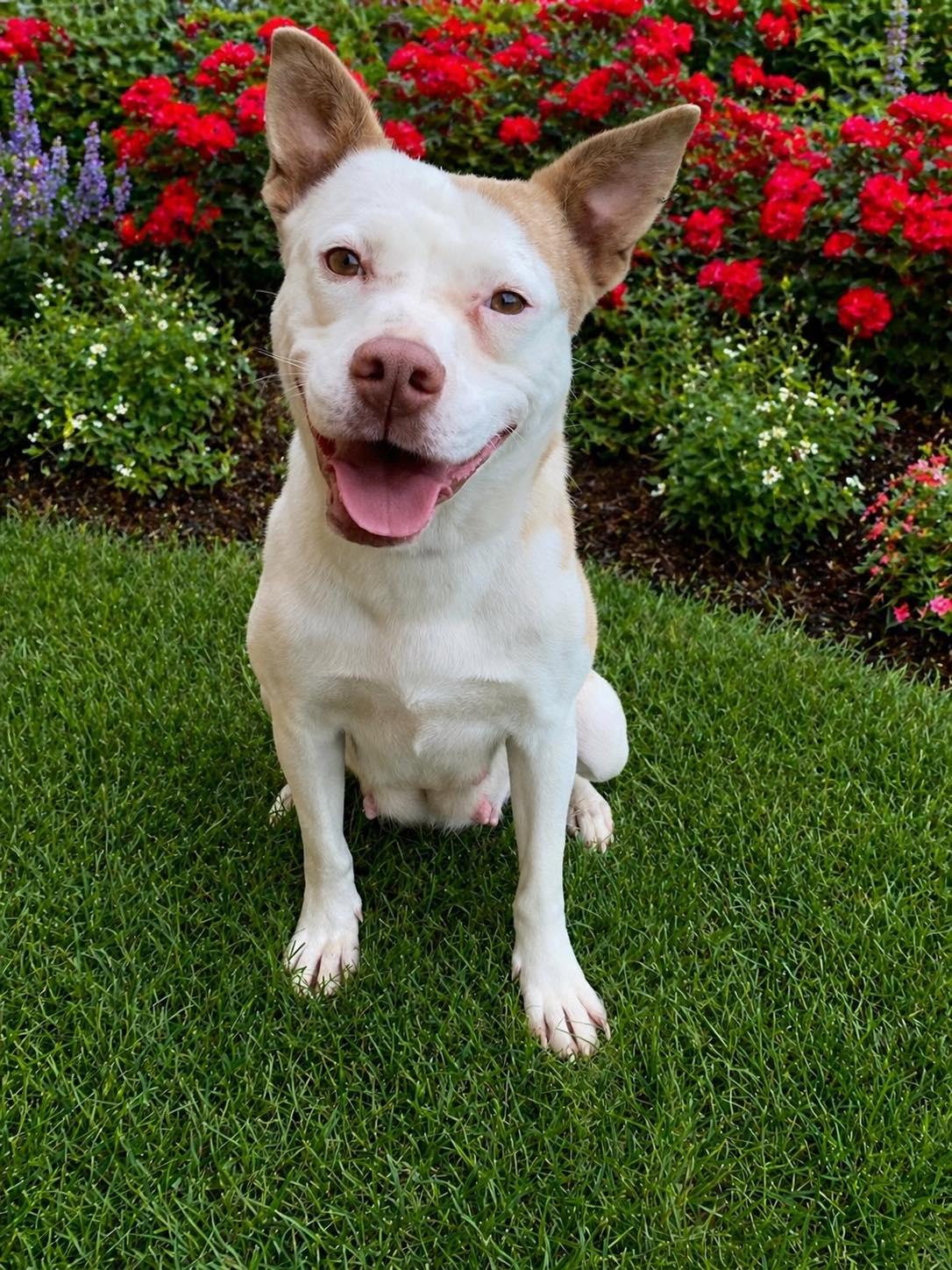 Ducky, an adopted mixed breed in Guntersville, AL image 2/3