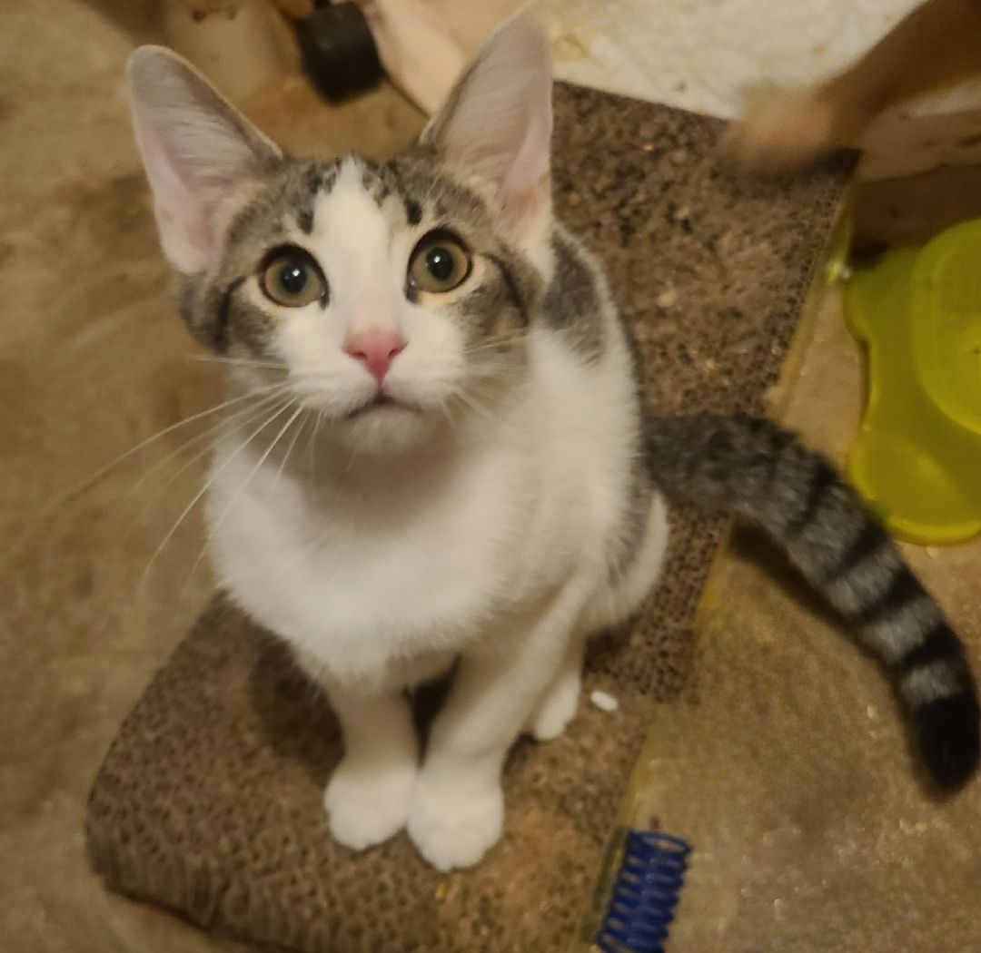 Storm, a Adoptable Domestic Short Hair in Ellijay, GA image 1/12