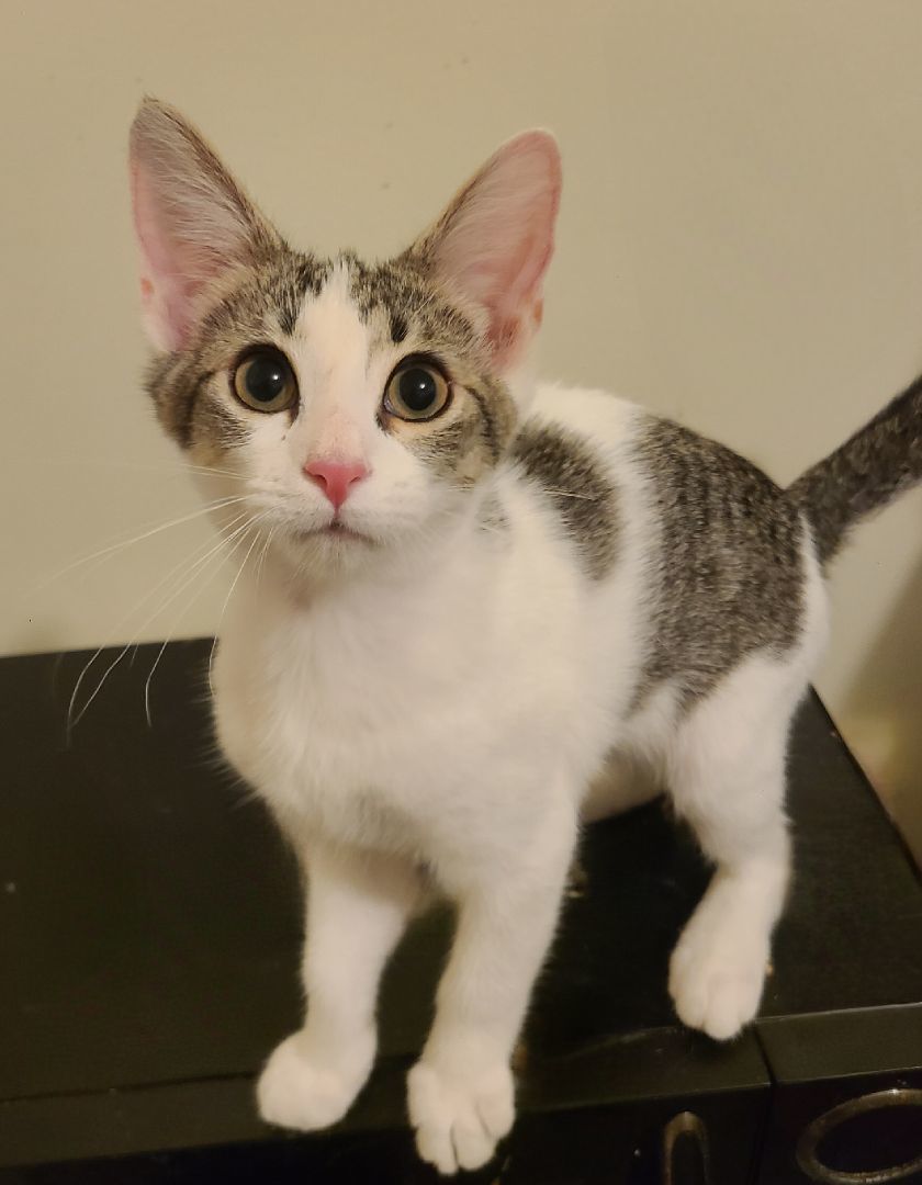 Storm, a Adoptable Domestic Short Hair in Ellijay, GA image 2/12