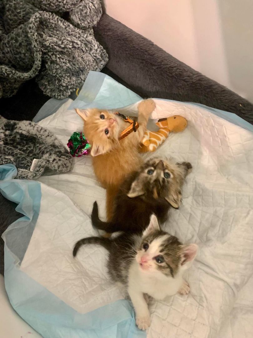 Storm, a Adoptable Domestic Short Hair in Ellijay, GA image 3/12