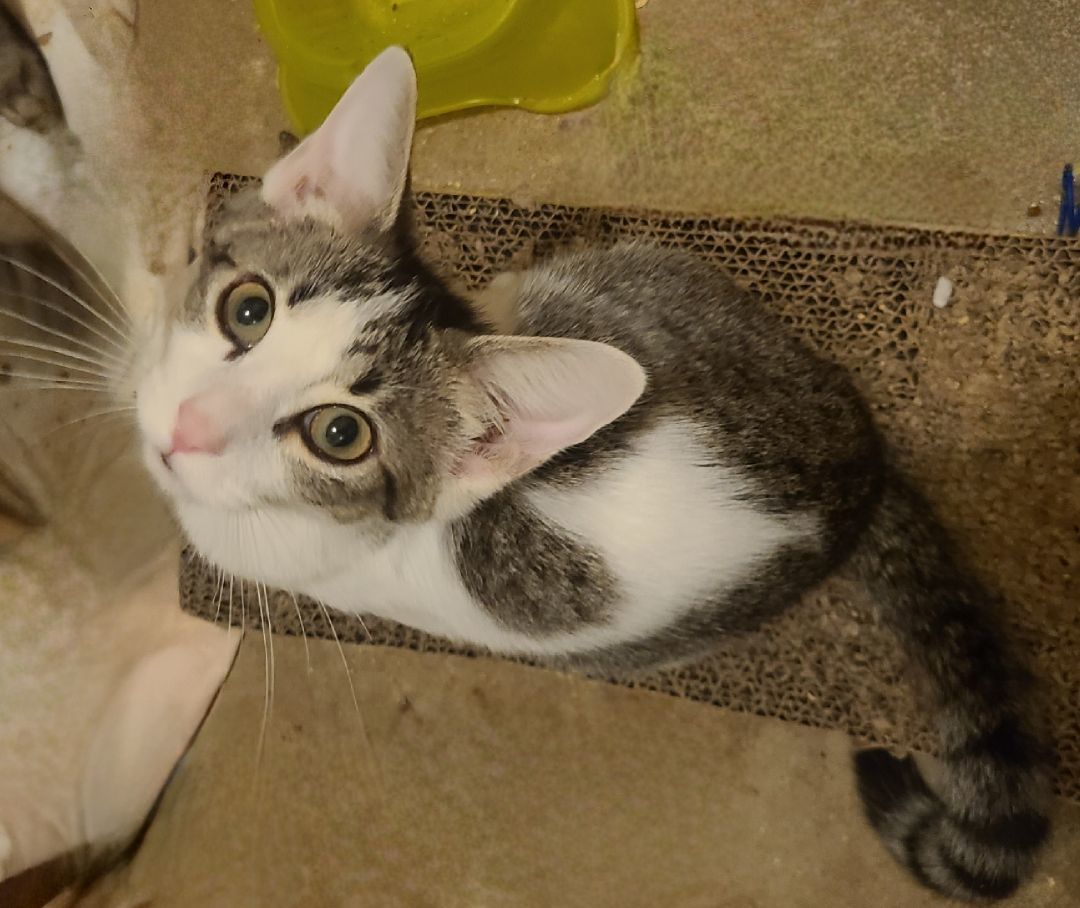 Storm, a Adoptable Domestic Short Hair in Ellijay, GA image 4/12