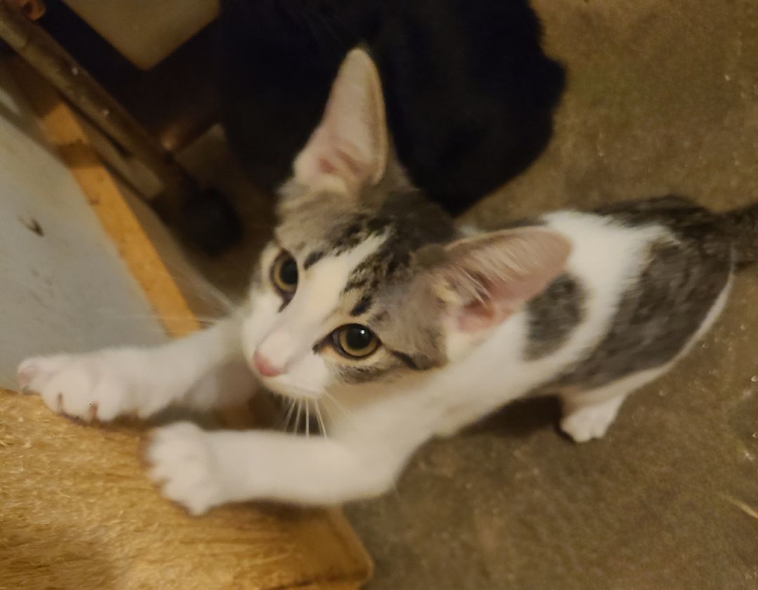 Storm, a Adoptable Domestic Short Hair in Ellijay, GA image 5/12