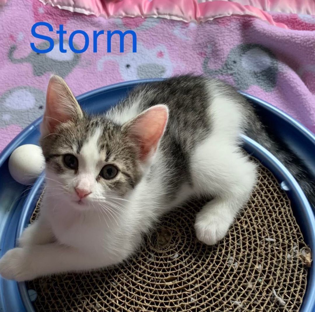 Storm, a Adoptable Domestic Short Hair in Ellijay, GA image 6/12
