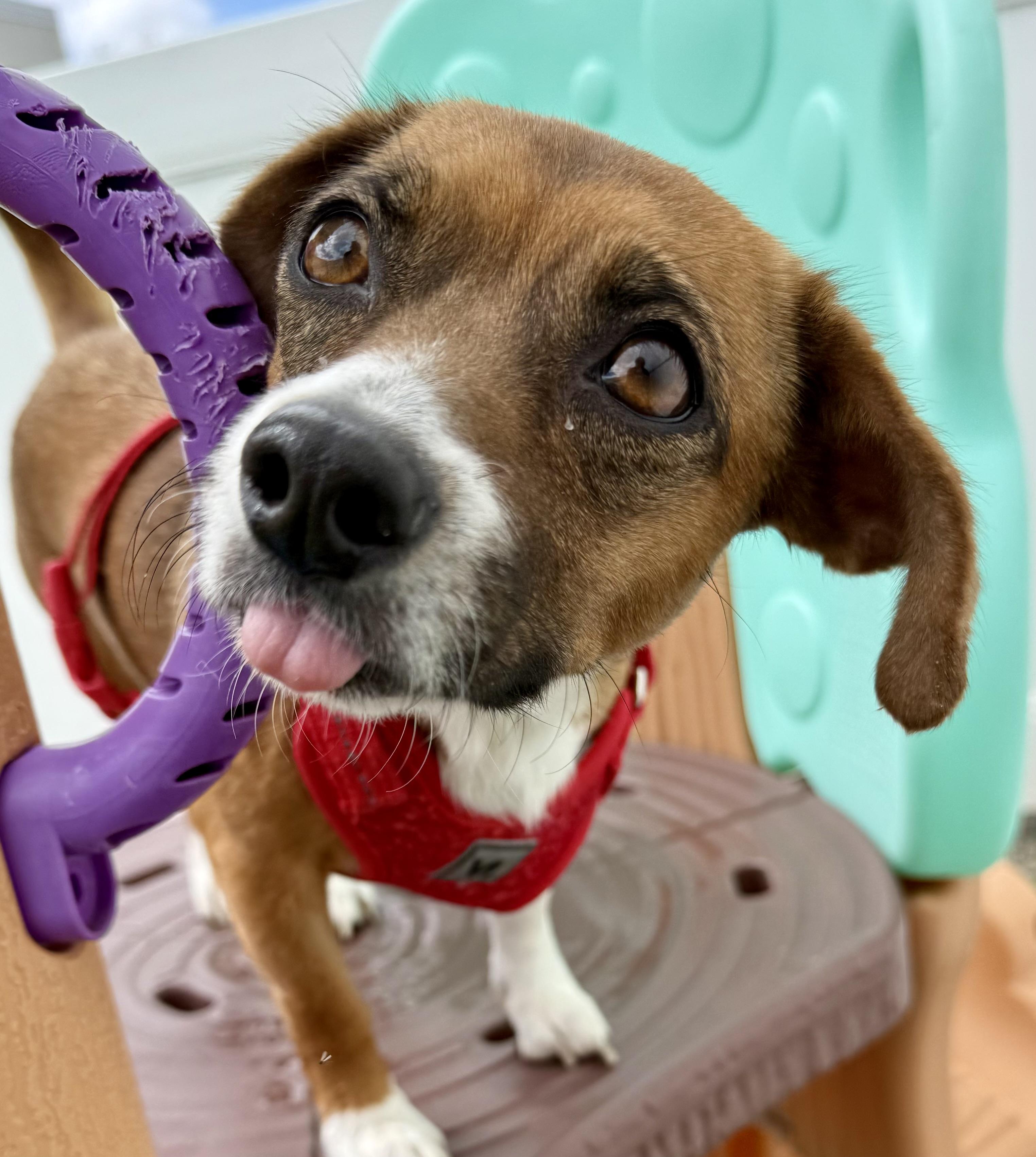 Kayla, adopted, Young Female Terrier & Beagle.