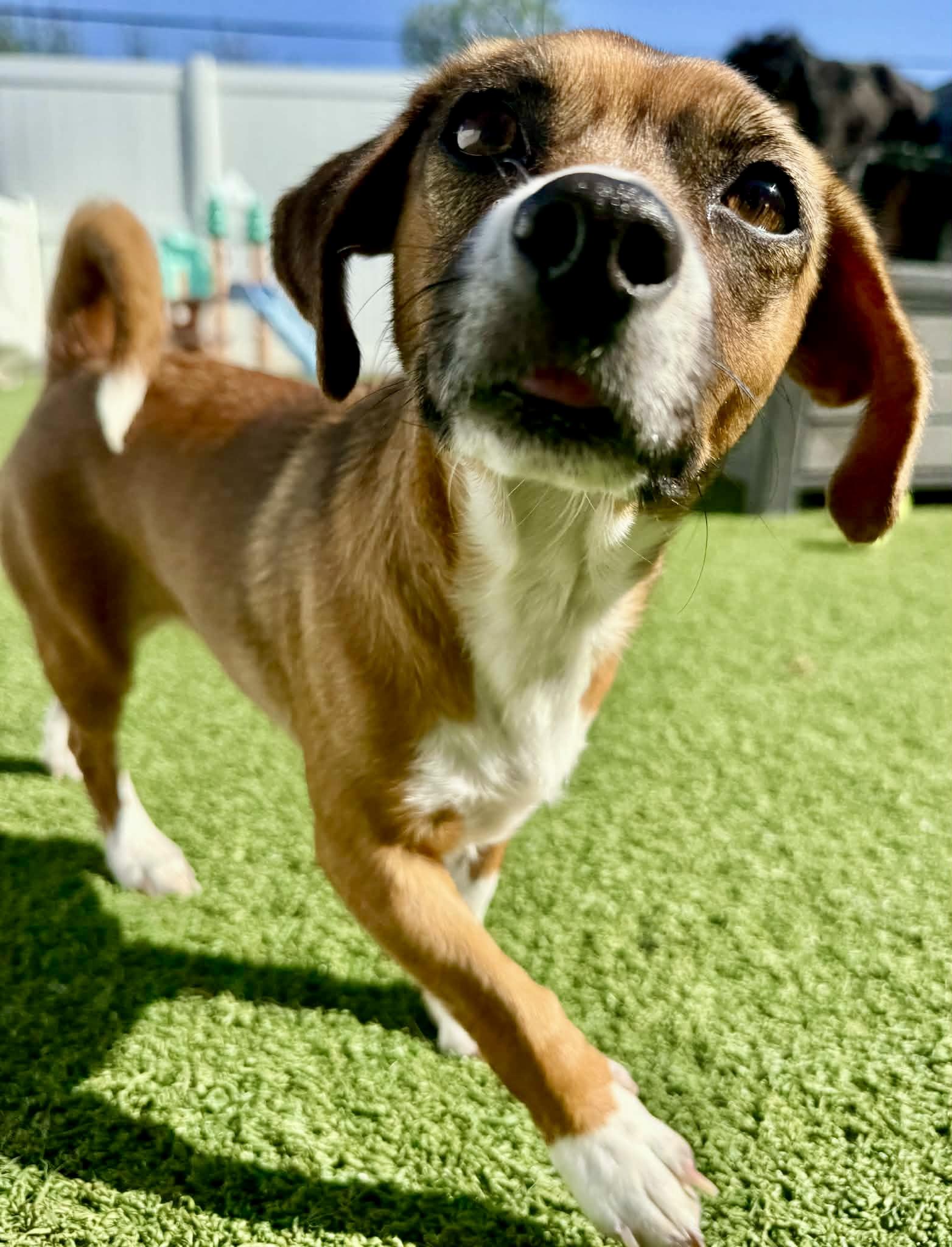 Enlarge Kayla, a ADOPTABLE mixed breed in Brookfield, WI image 3/3