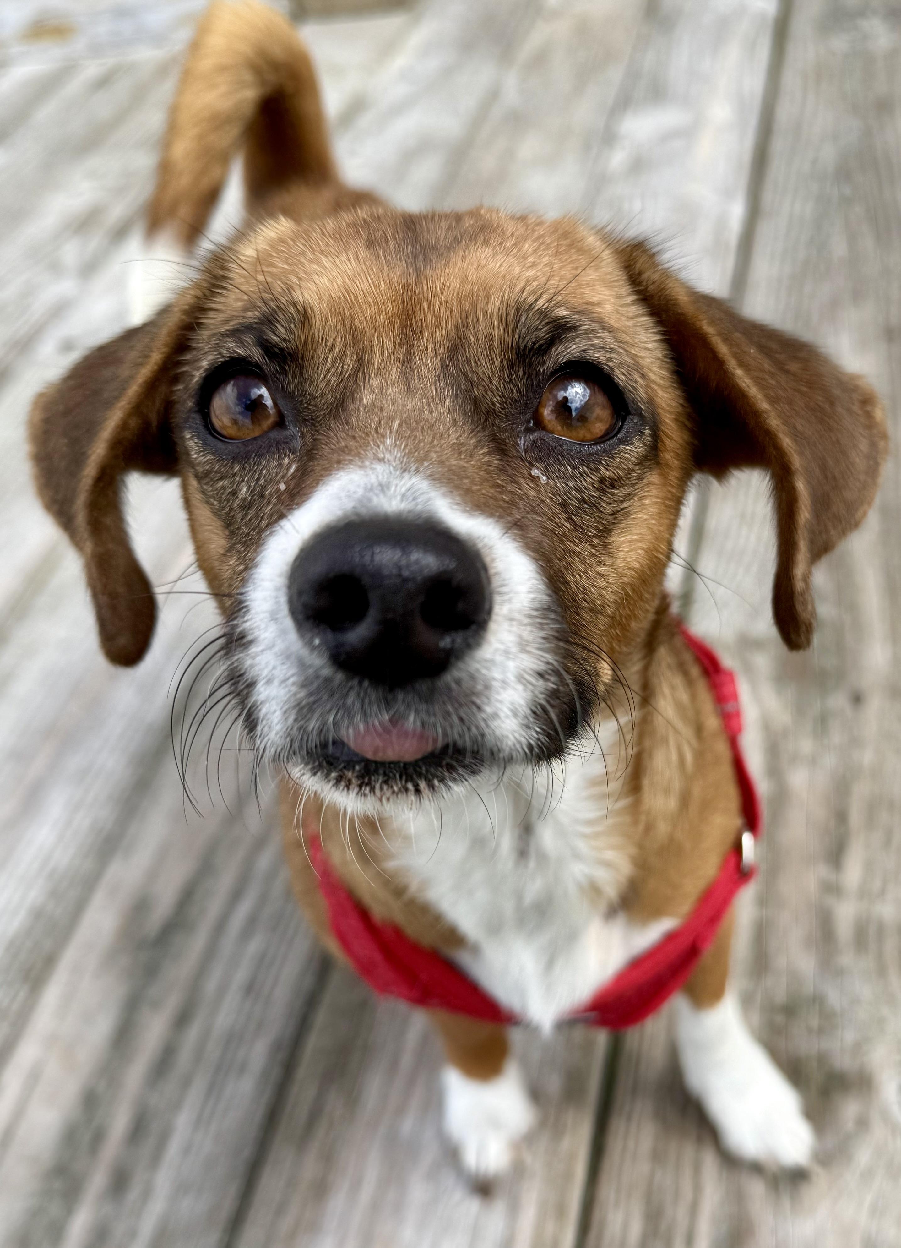 Enlarge Kayla, a ADOPTABLE mixed breed in Brookfield, WI image 1/3