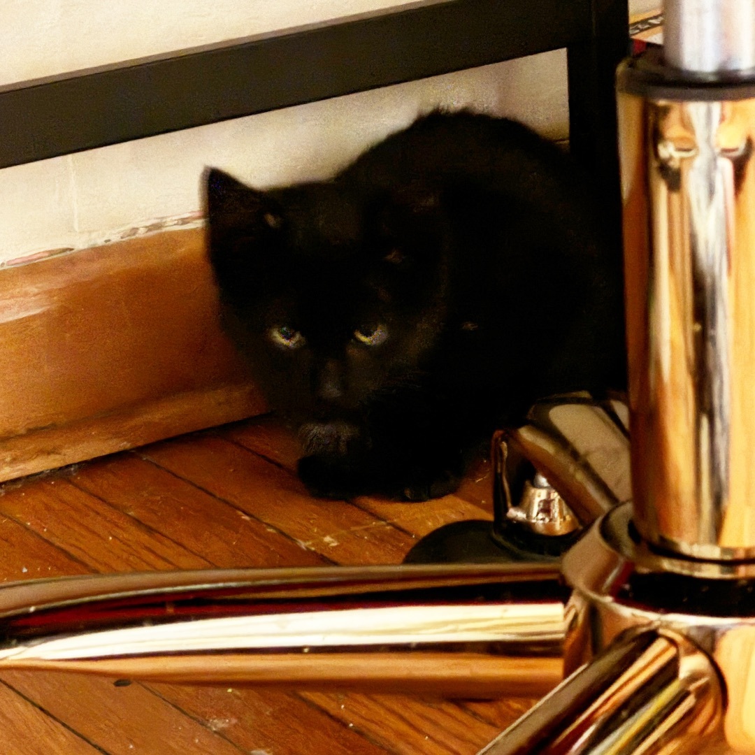 Spooky, a Adopted Domestic Short Hair in Waseca, MN image 1/3