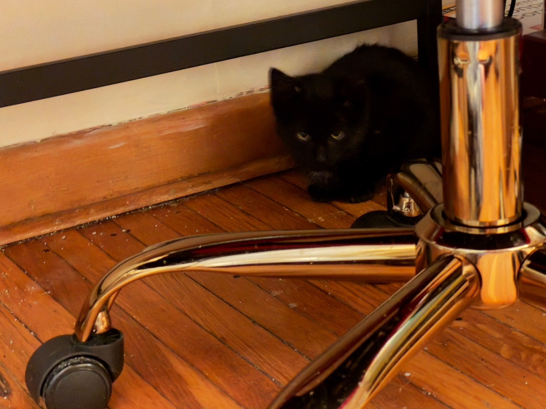 Spooky, a Adopted Domestic Short Hair in Waseca, MN image 3/3