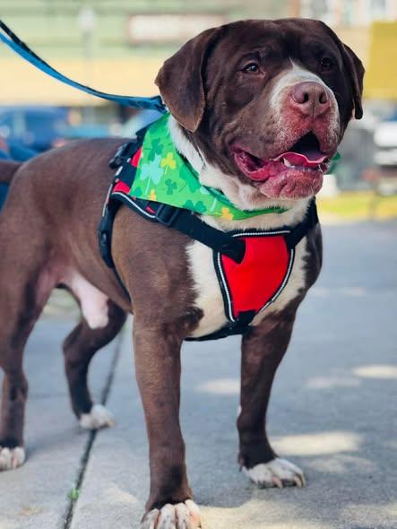 Enlarge Bubba, a Adoptable American Bully in Covington, GA image 2/3