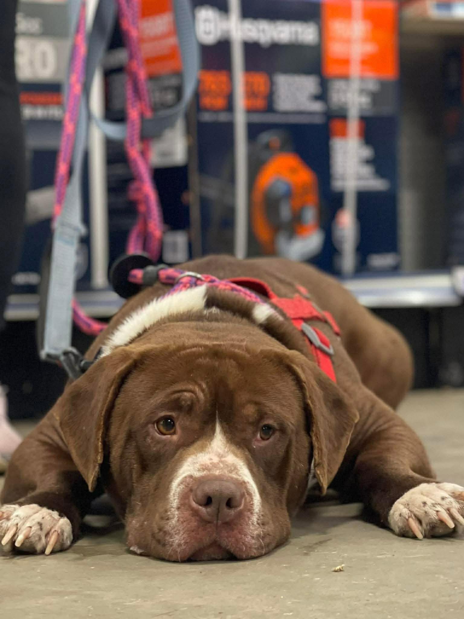 Enlarge Bubba, a Adoptable American Bully in Covington, GA image 1/3