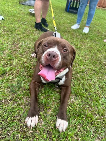 Enlarge Bubba, a Adoptable American Bully in Covington, GA image 3/3