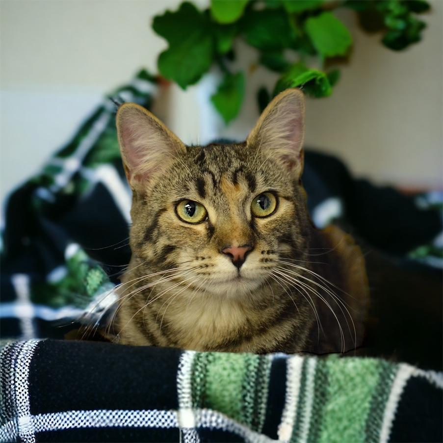 Duchess Country Club FIV+, a Adoptable Domestic Short Hair in Mount Laurel, NJ image 2/6