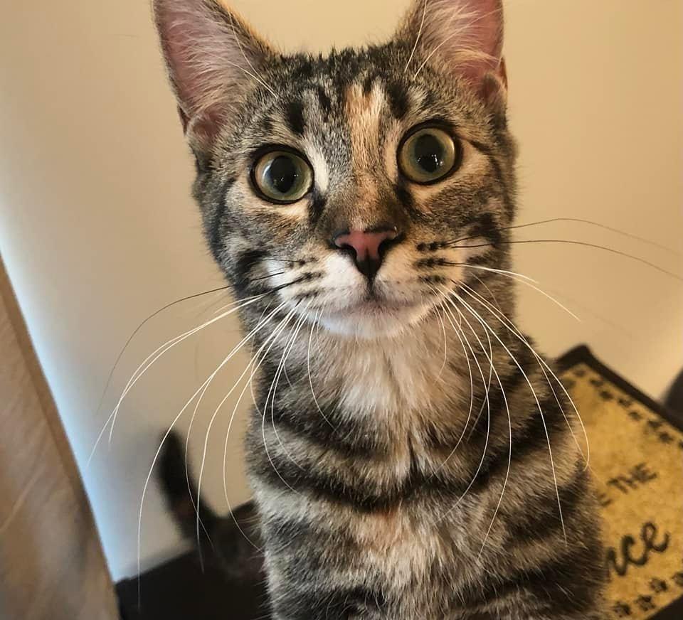 Duchess Country Club FIV+, a Adoptable Domestic Short Hair in Mount Laurel, NJ image 3/6