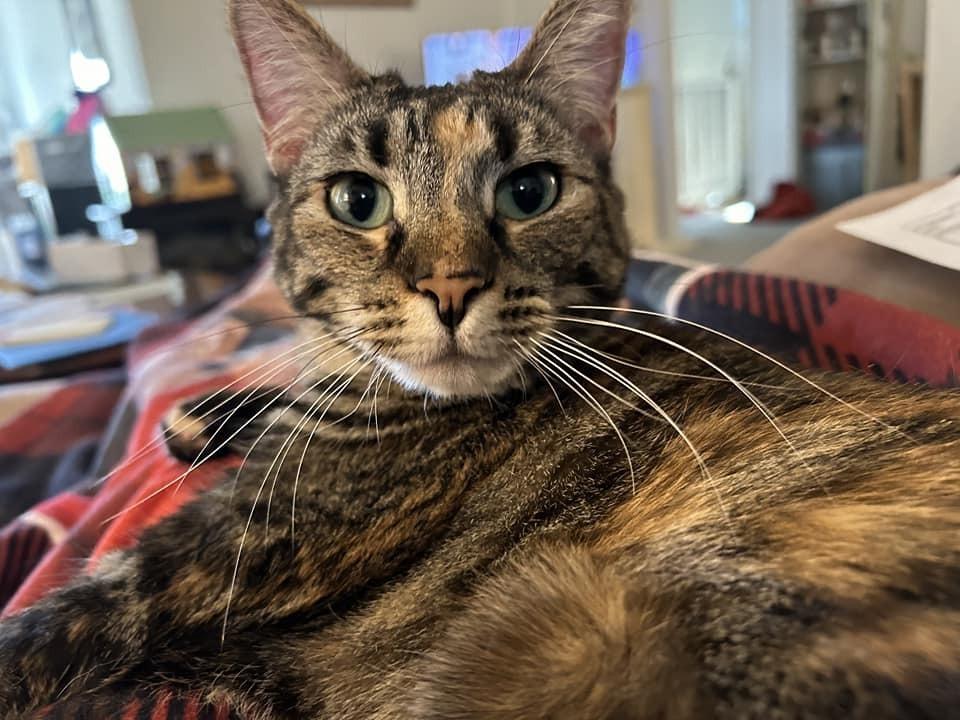 Duchess Country Club FIV+, a Adoptable Domestic Short Hair in Mount Laurel, NJ image 5/6