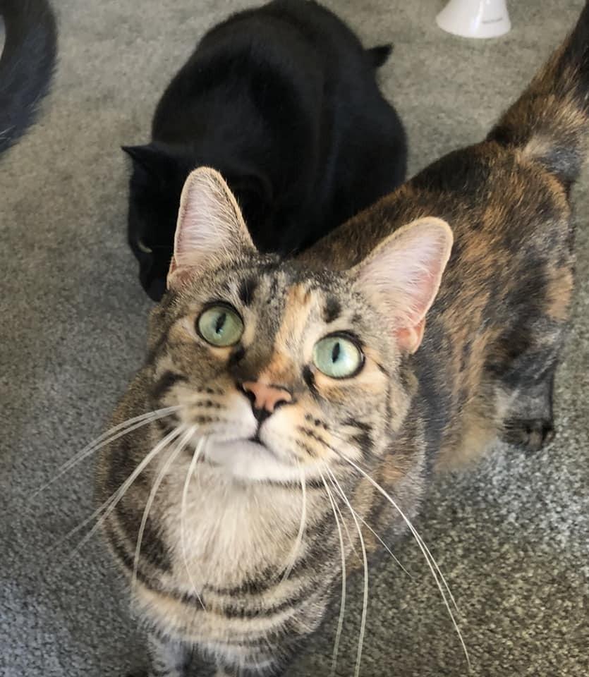 Duchess Country Club FIV+, a Adoptable Domestic Short Hair in Mount Laurel, NJ image 6/6