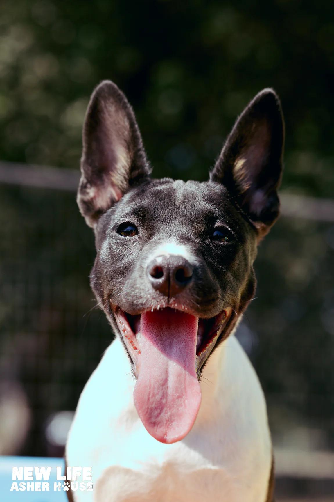 Jill, Adoptable, Puppy Female Australian Cattle Dog / Blue Heeler & Bull Terrier.