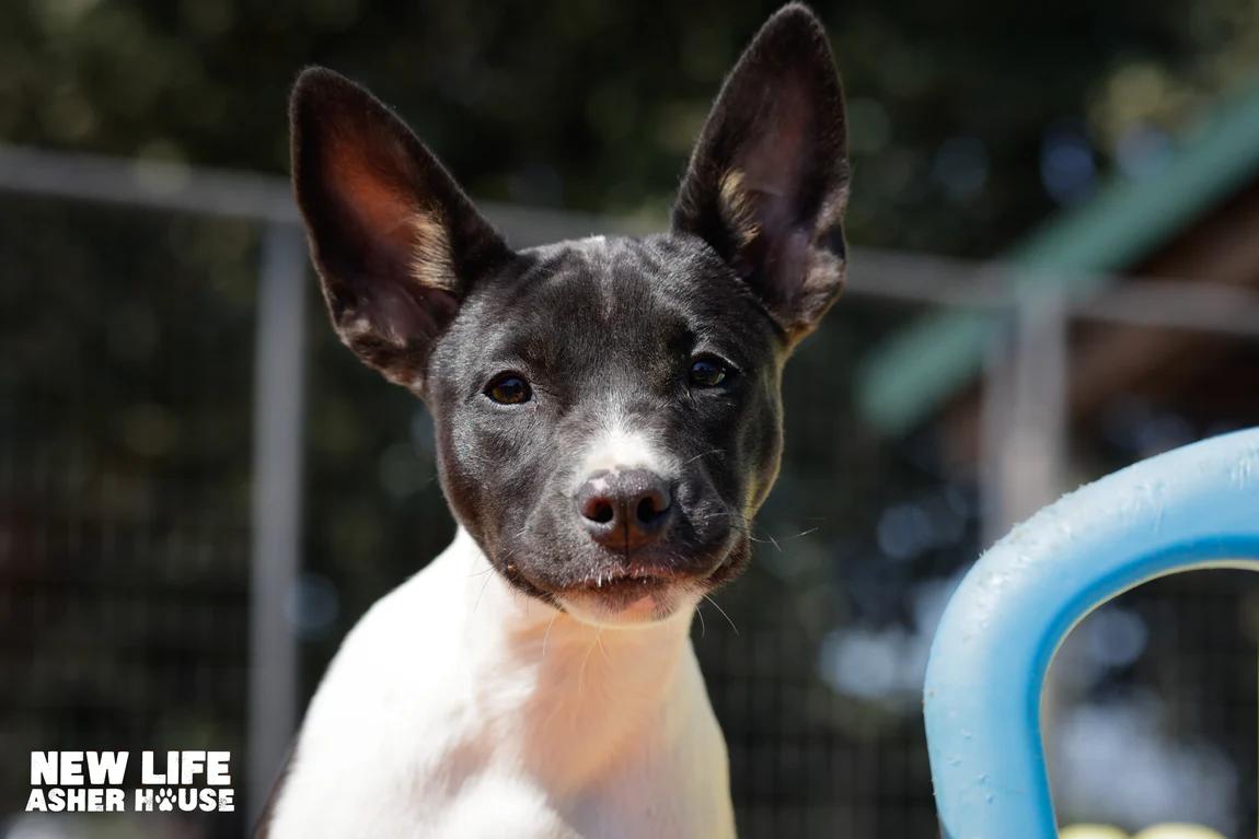 Jill, a Adoptable mixed breed in Portland, OR image 2/3