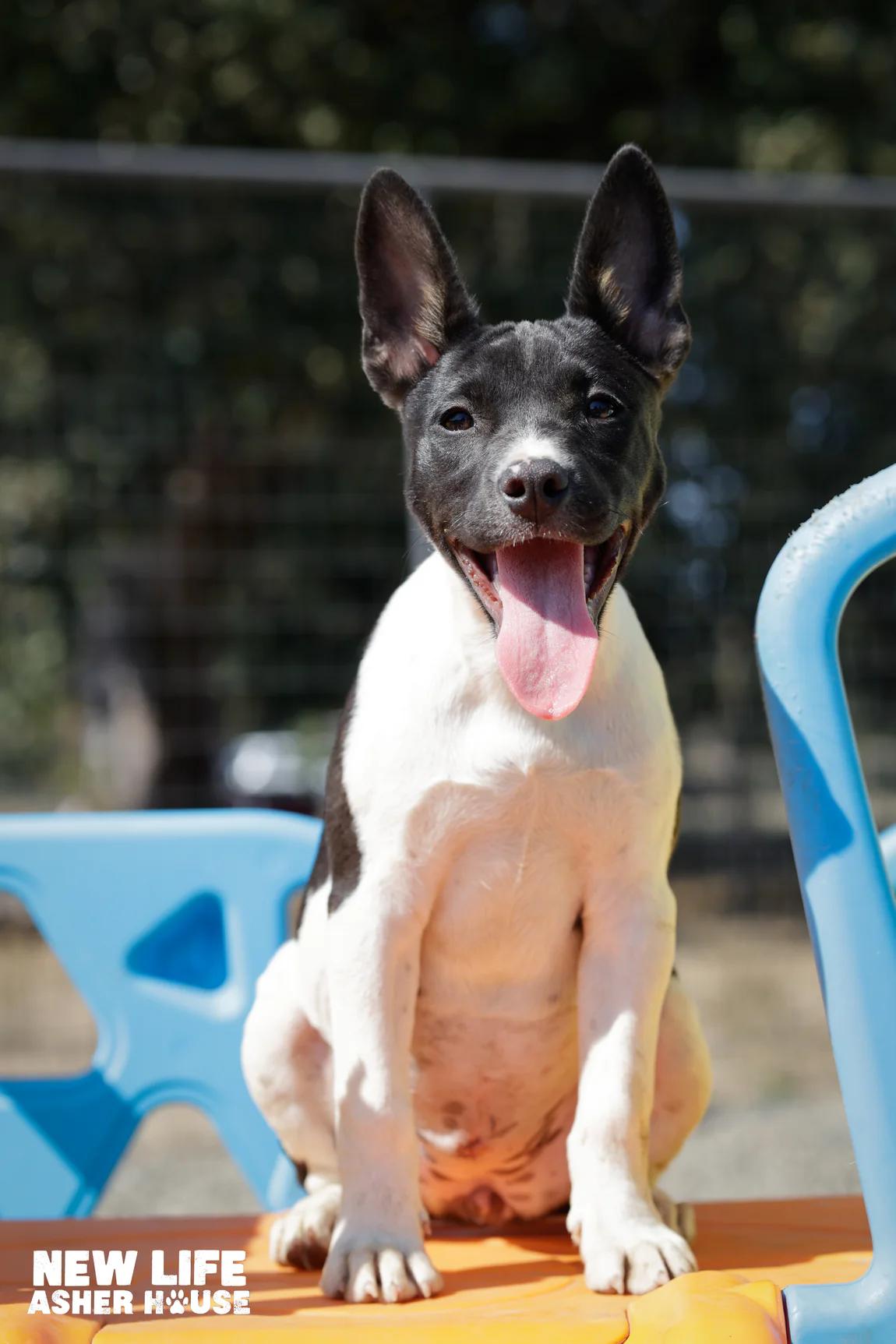 Jill, a Adoptable mixed breed in Portland, OR image 3/3