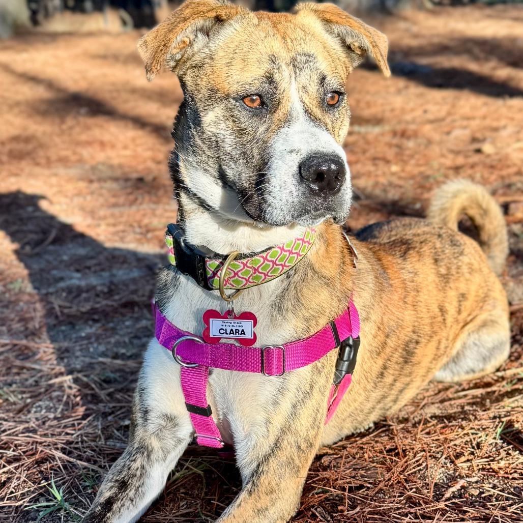 Clara, Adoptable, Young Female Boxer & Mixed Breed.