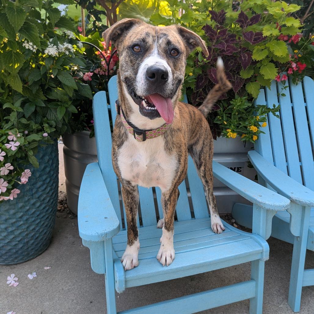 Enlarge Clara, a Adoptable mixed breed in Wake Forest, NC image 1/6