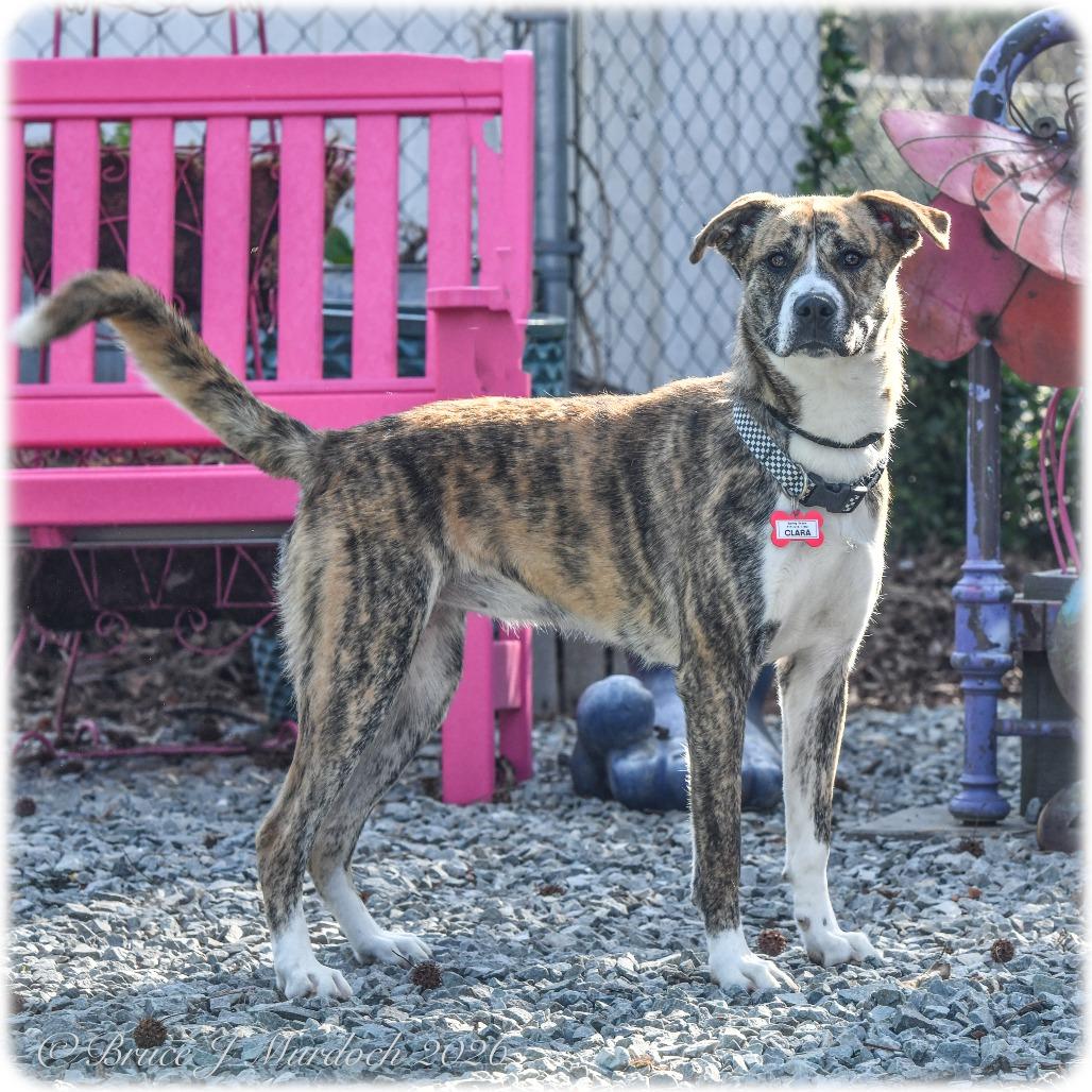 Enlarge Clara, a Adoptable mixed breed in Wake Forest, NC image 1/6